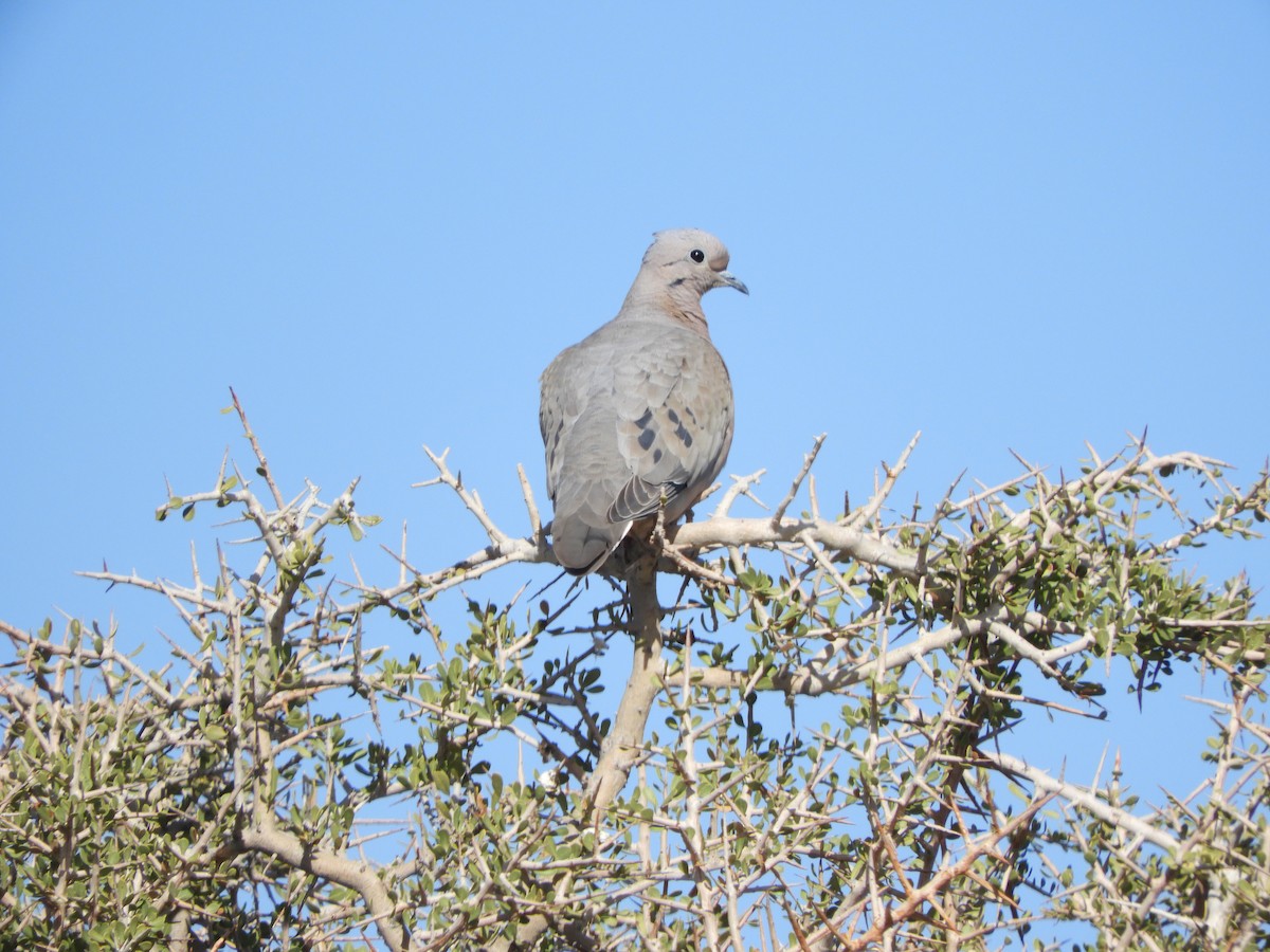 Eared Dove - ML646450298