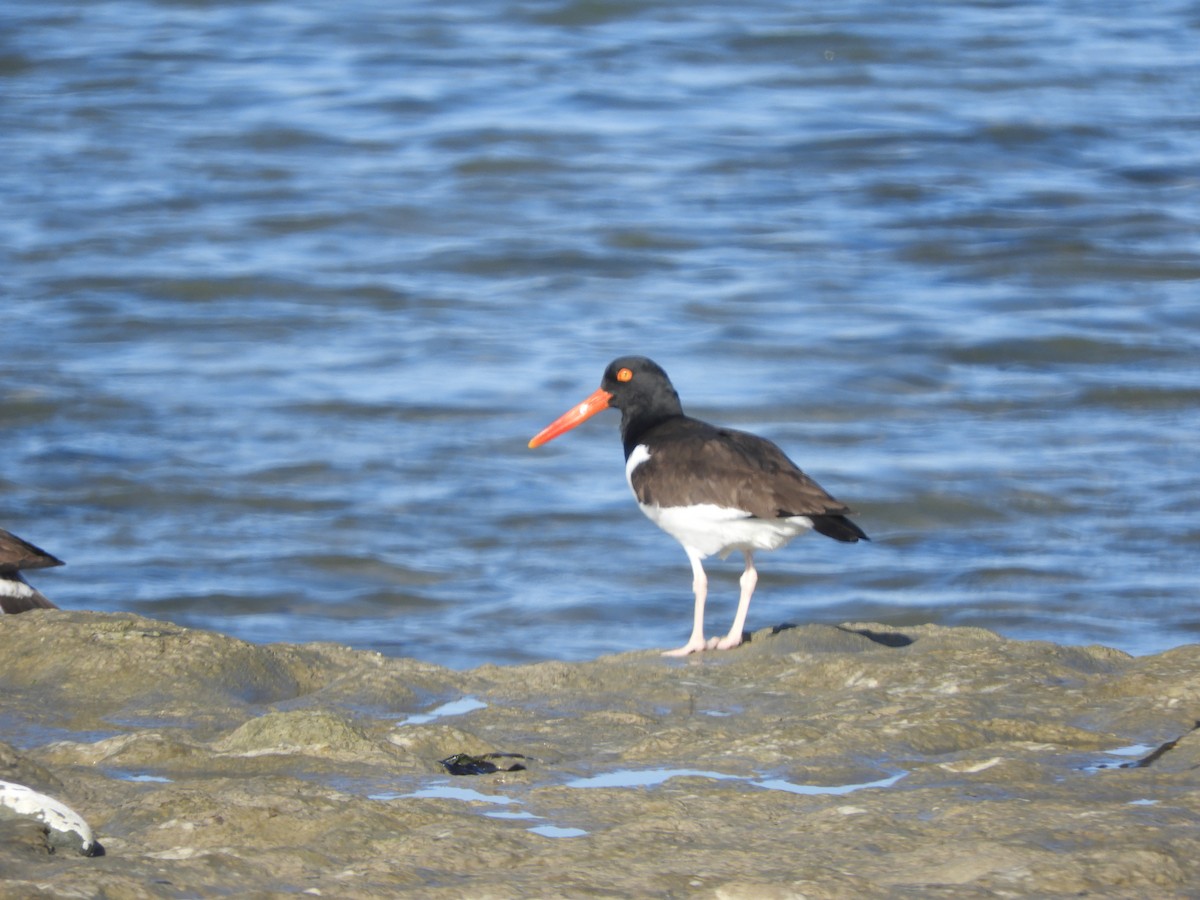American Oystercatcher - ML646450301