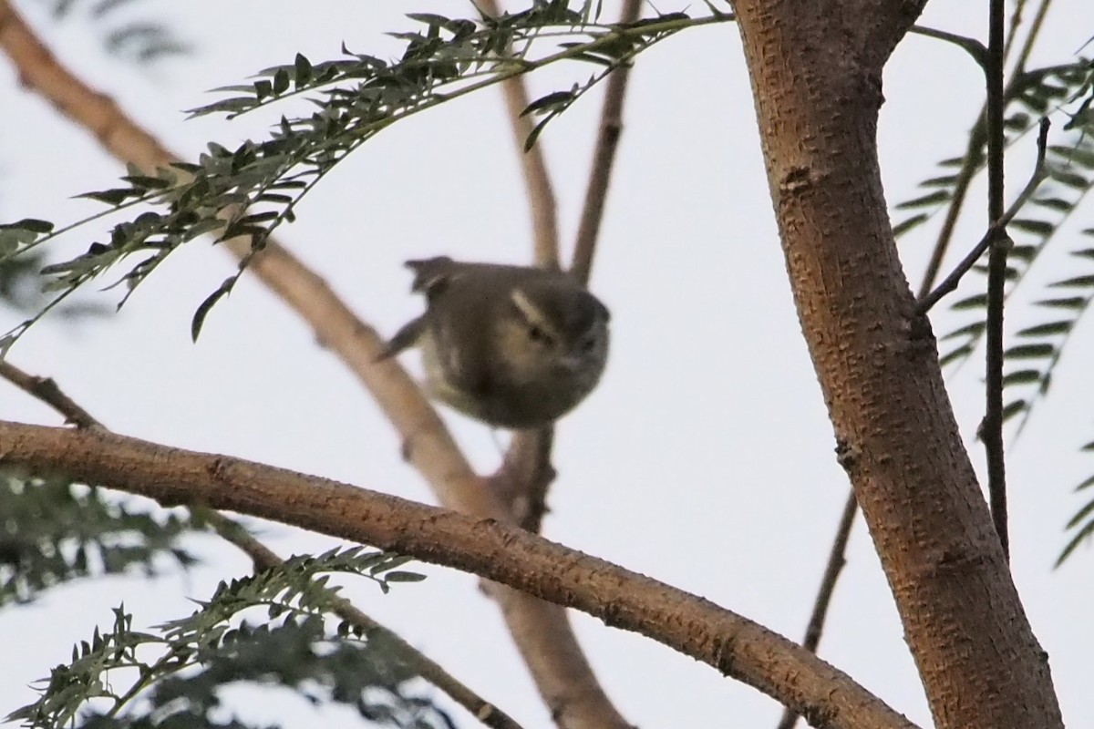 Hume's Warbler - ML646450302