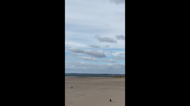 Cave Swallow - ML646450307