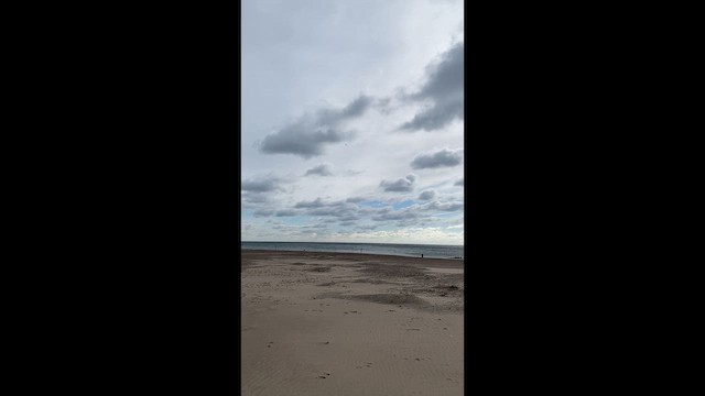 Cave Swallow - ML646450308