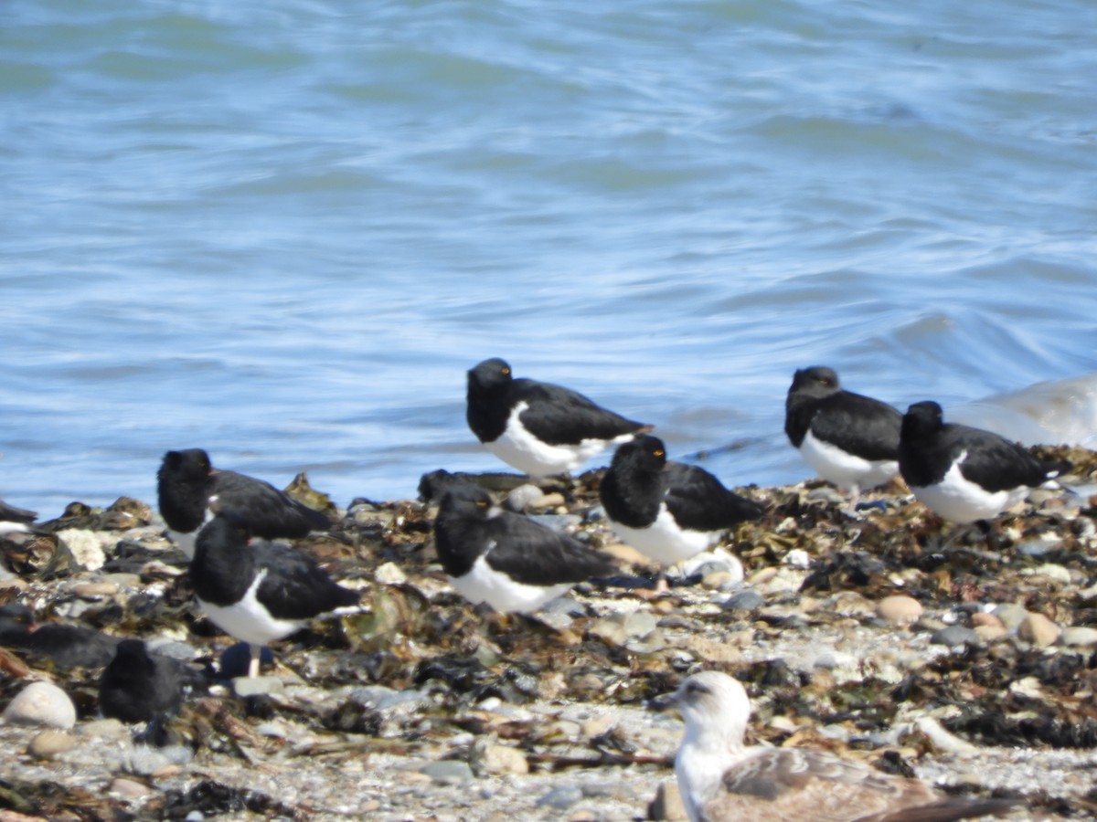 Magellanic Oystercatcher - ML646450309
