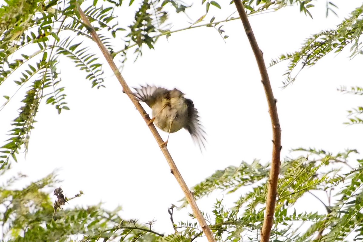 淡眉柳鶯 - ML646450310