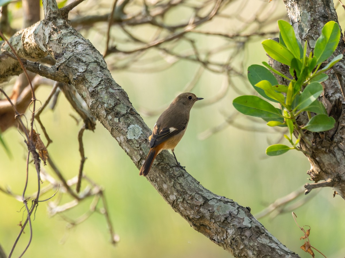 Daurian Redstart - ML646450311