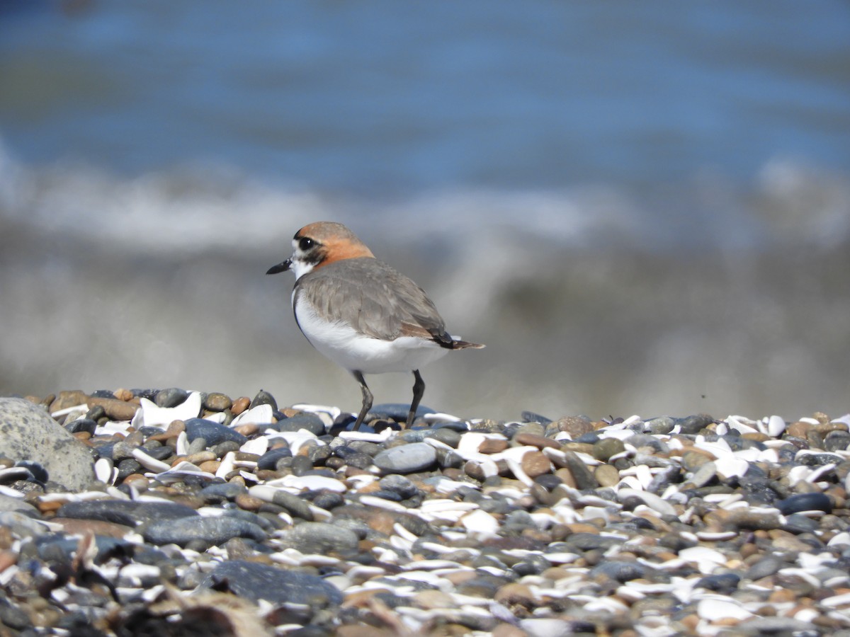 Two-banded Plover - ML646450316