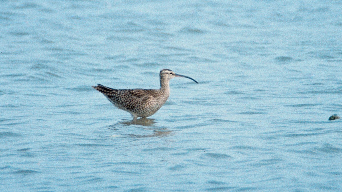 חרמשון גדול - ML646450317