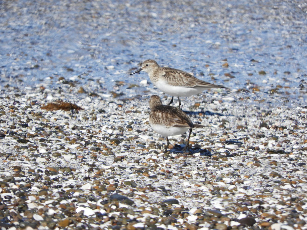 Gambecchio di Baird - ML646450318