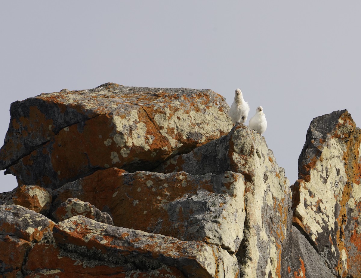 Snowy Sheathbill - ML646450319