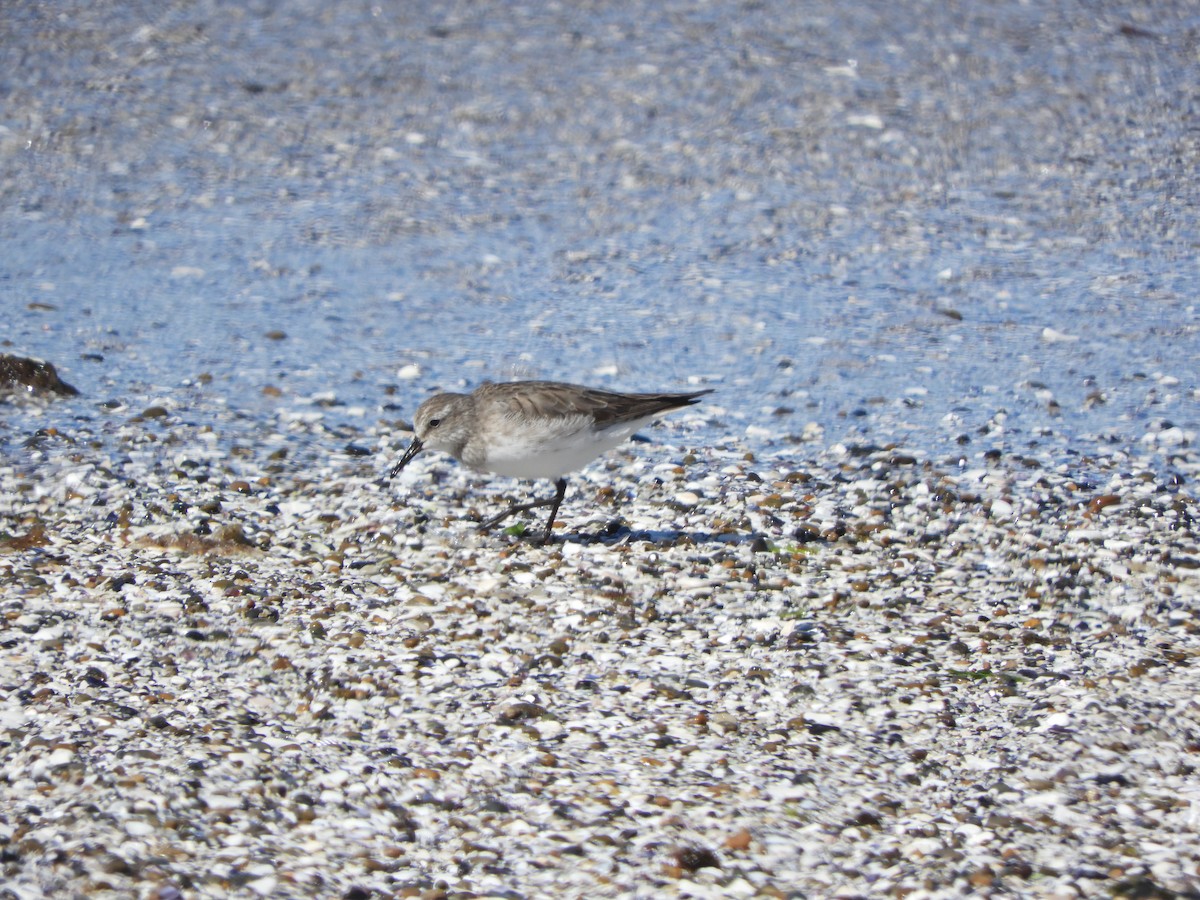 Weißbürzel-Strandläufer - ML646450321