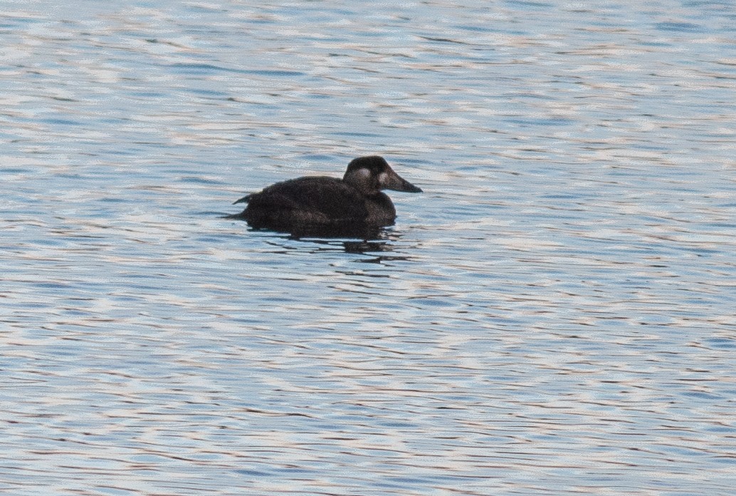 Surf Scoter - ML646450322