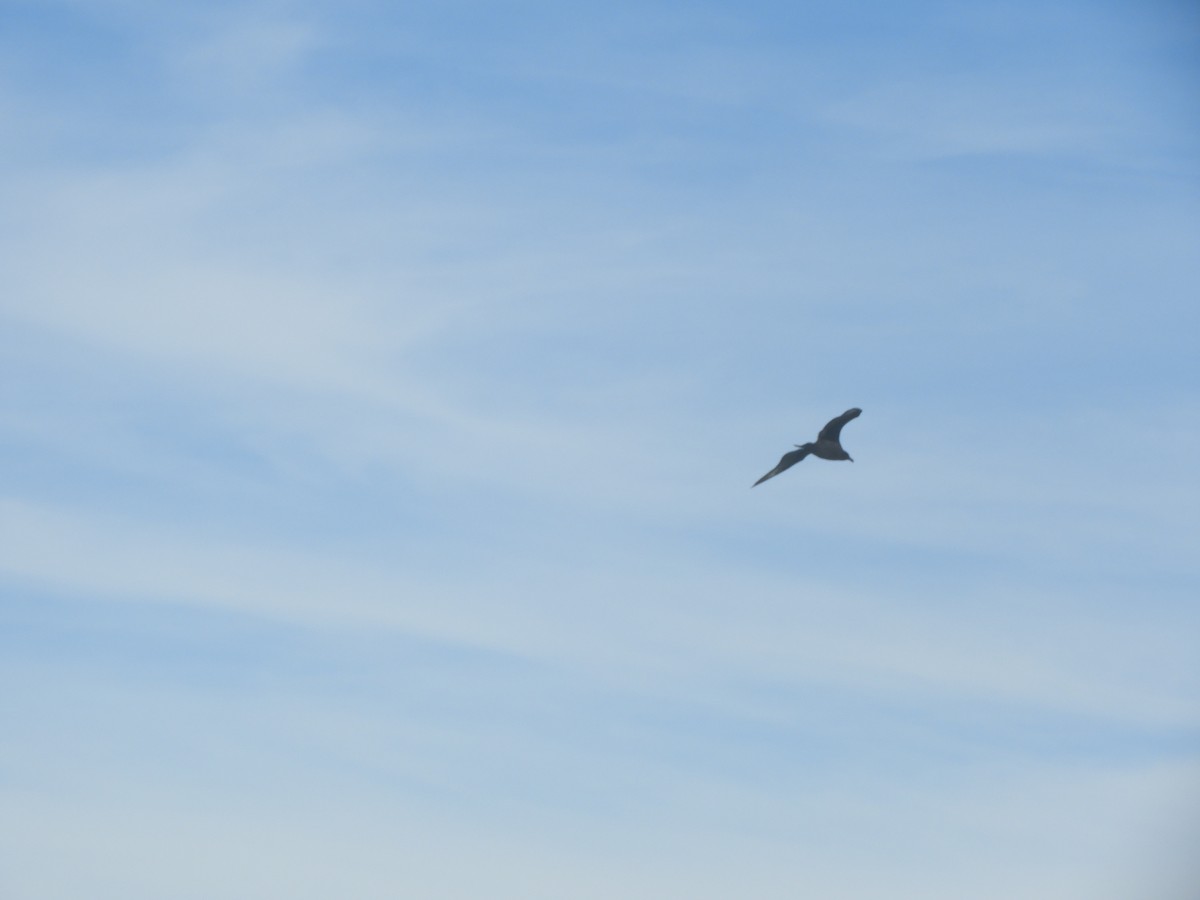 Brown Skua - ML646450325