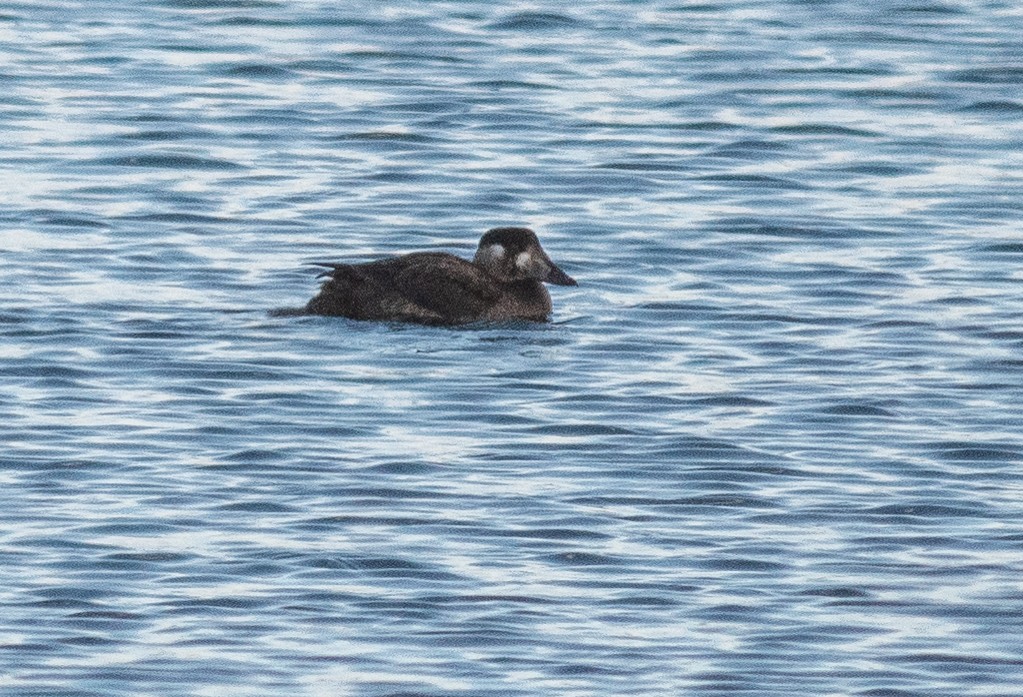 Surf Scoter - ML646450326