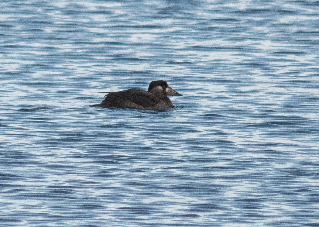Surf Scoter - ML646450327