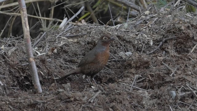 Kestane Gerdanlı Hütleyen - ML646450328