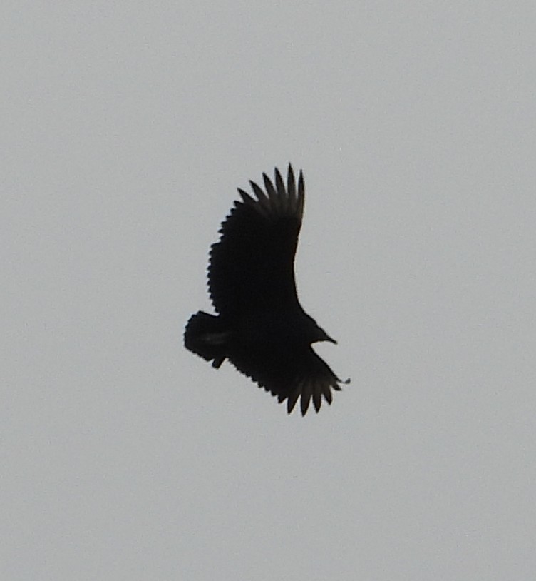 Black Vulture - ML646450329