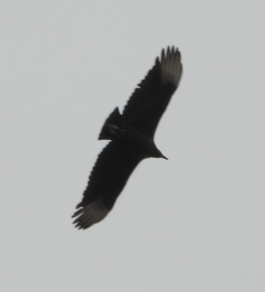 Black Vulture - ML646450330