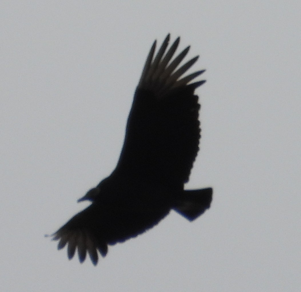 Black Vulture - ML646450331