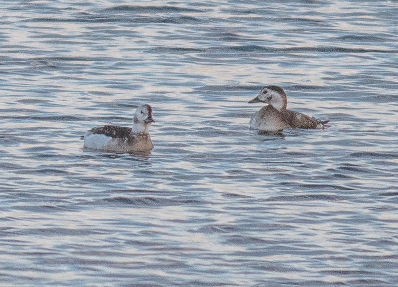 Long-tailed Duck - ML646450333