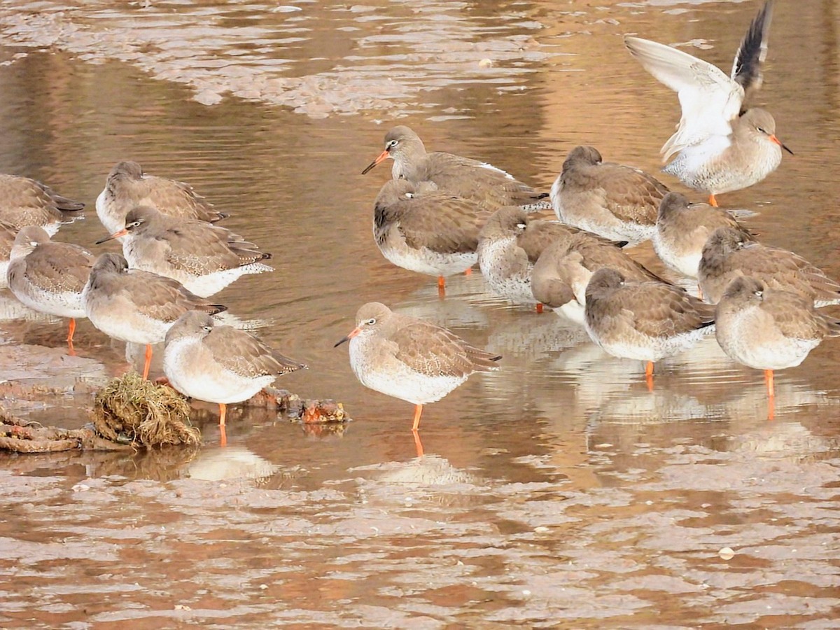 赤足鷸 - ML646450339