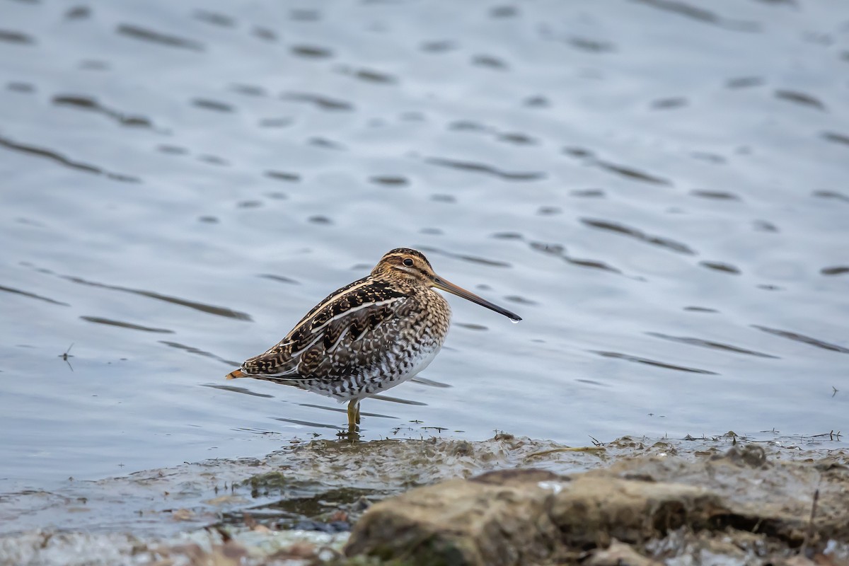 Wilson's Snipe - ML646450342