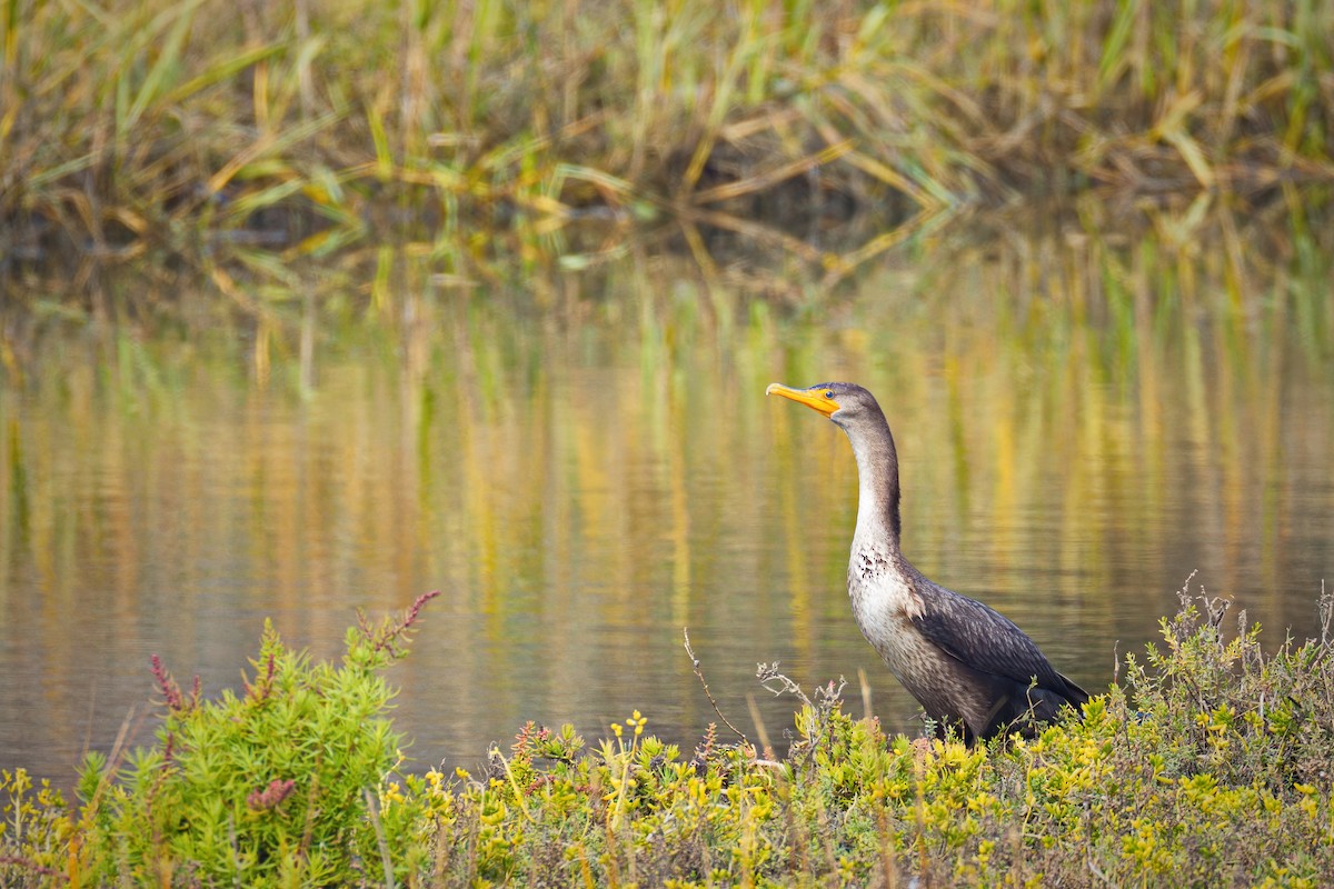 Double-crested Cormorant - ML646450346