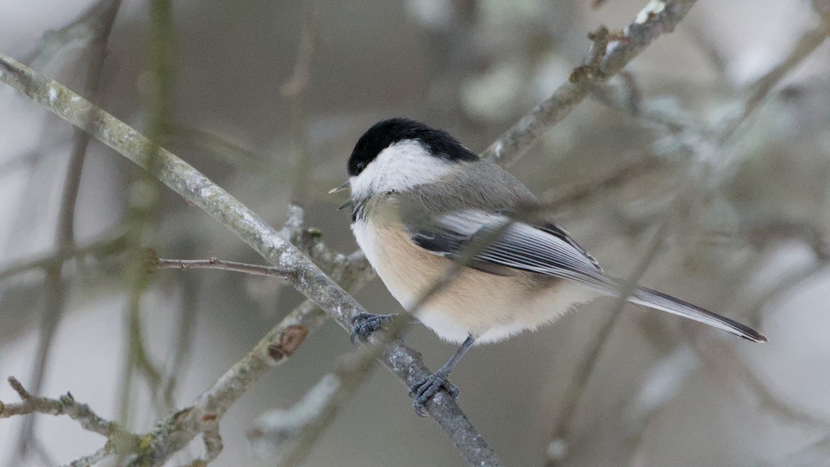 sýkora černohlavá - ML646450347