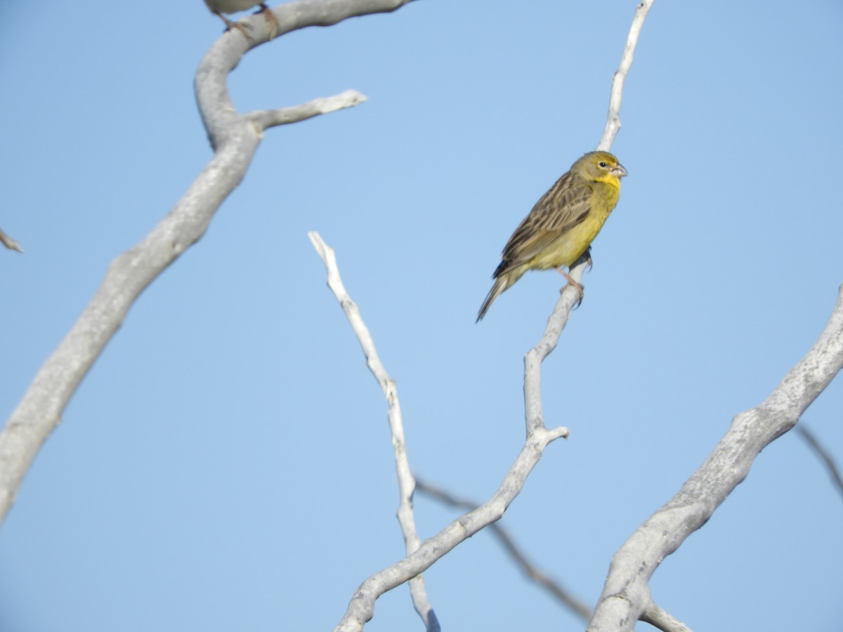 Grassland Yellow-Finch - ML646450349
