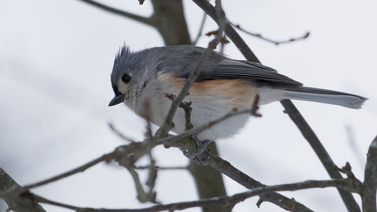 sýkora rezavoboká - ML646450355