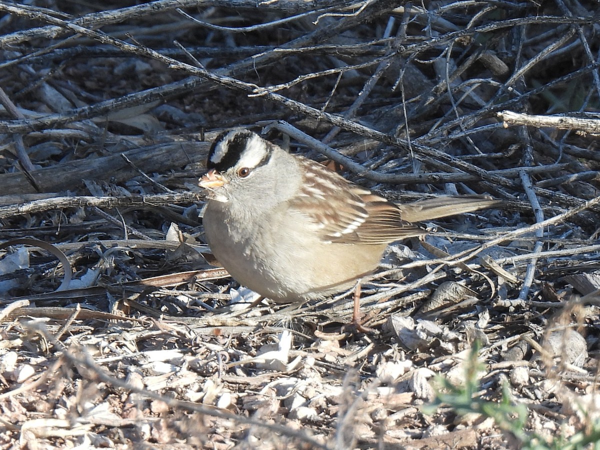 ミヤマシトド - ML646450356