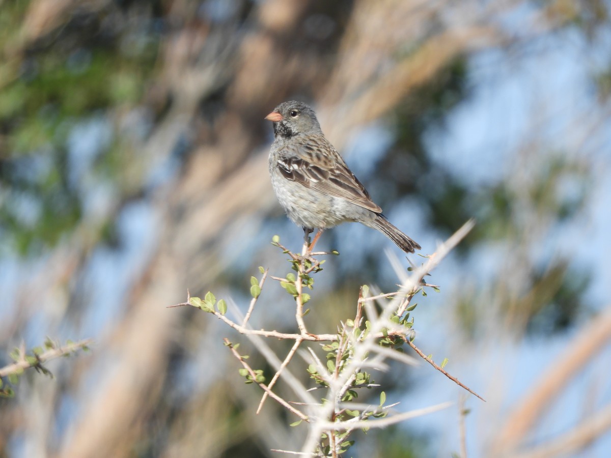 Mourning Sierra Finch - ML646450370