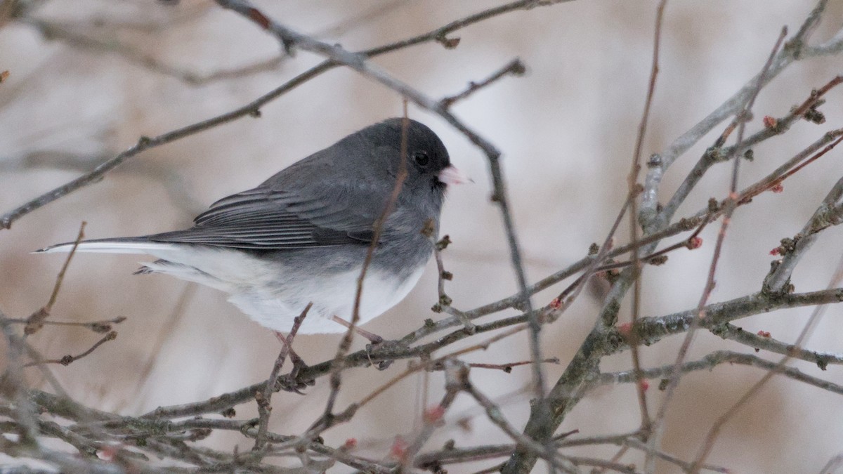 strnadec zimní - ML646450371