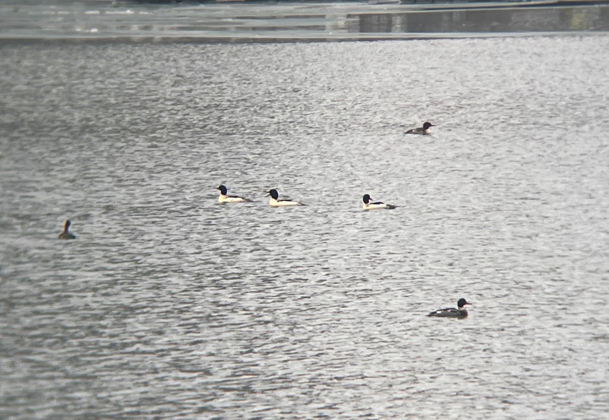 川秋沙 - ML646450372