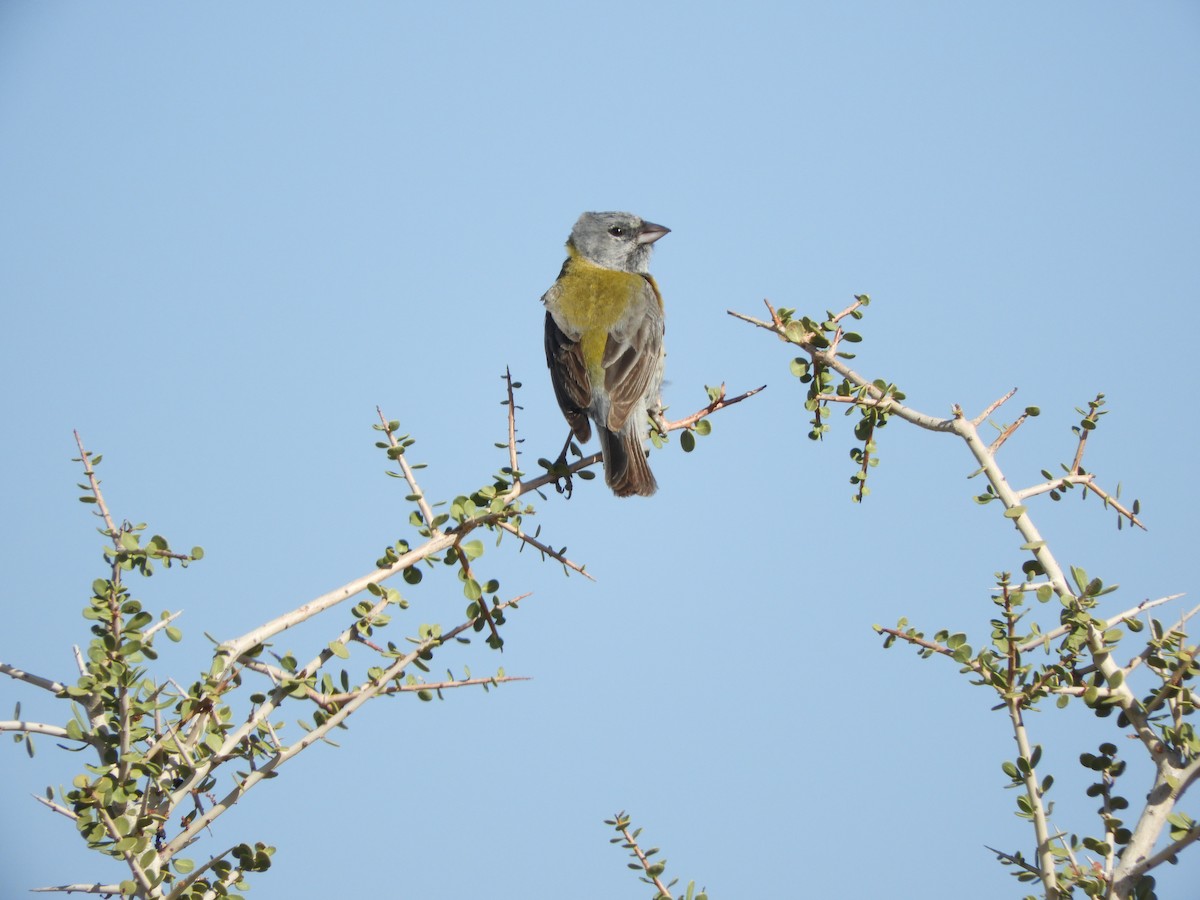 Gray-hooded Sierra Finch - ML646450374