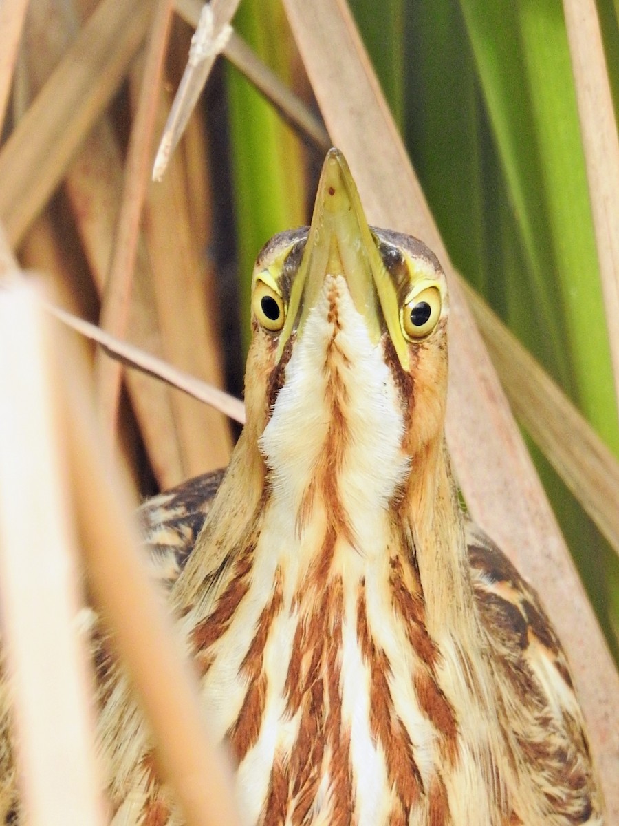 Amerika Balabanı - ML646450375