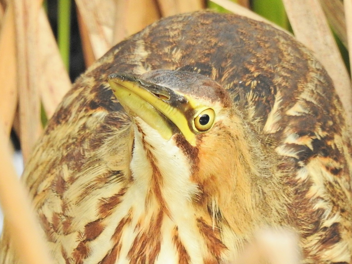 Amerika Balabanı - ML646450376