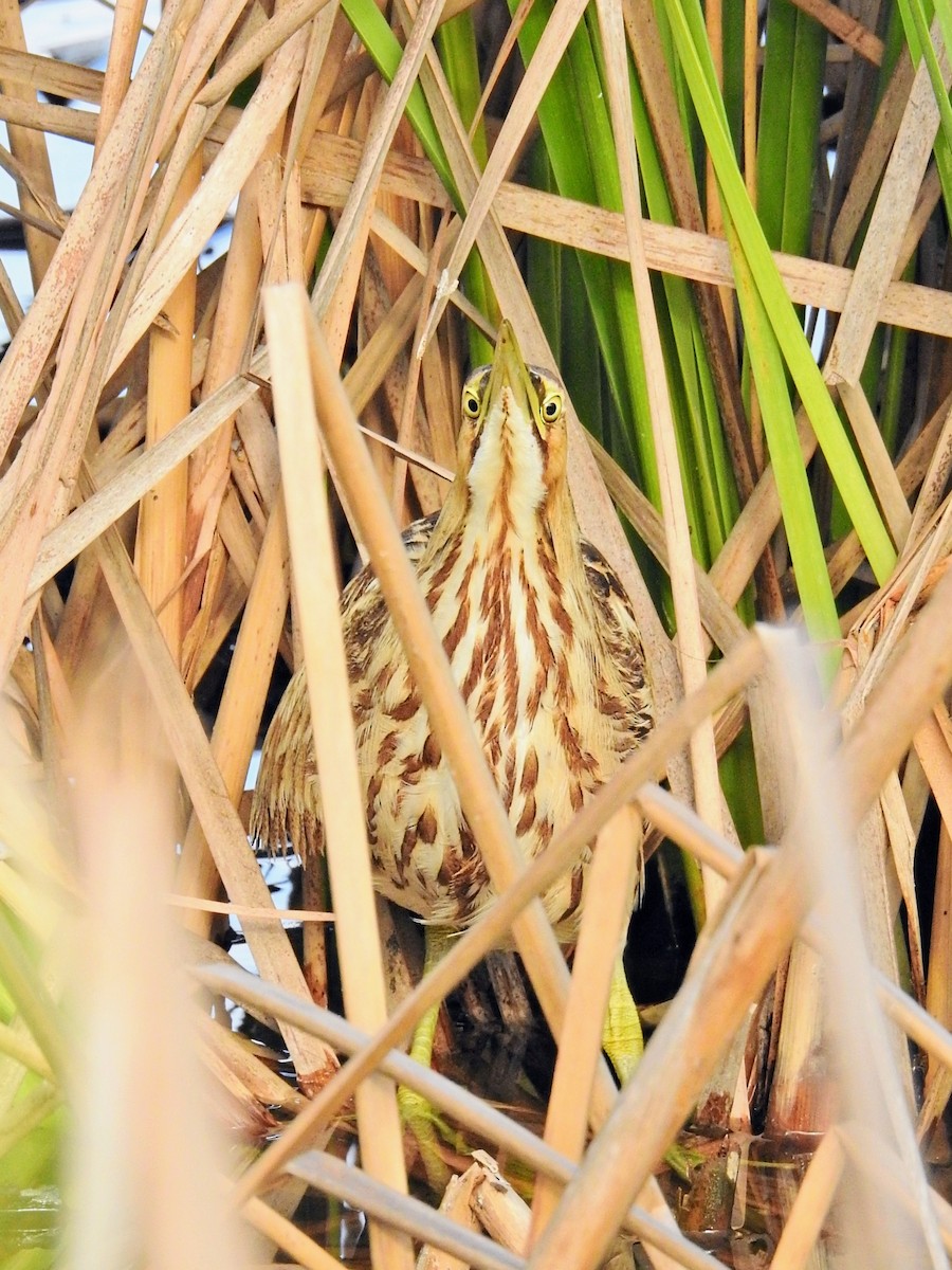 Amerika Balabanı - ML646450377