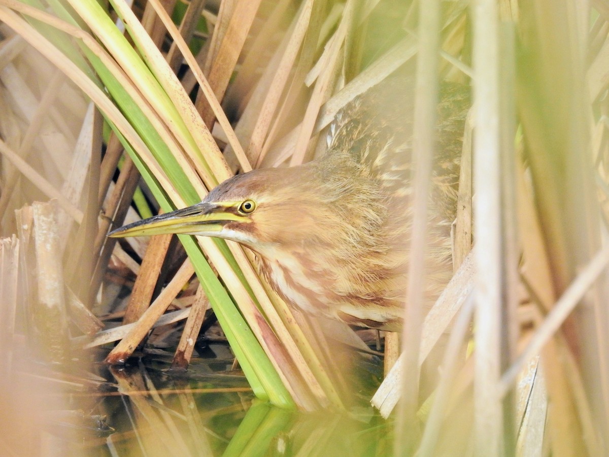 Amerika Balabanı - ML646450378