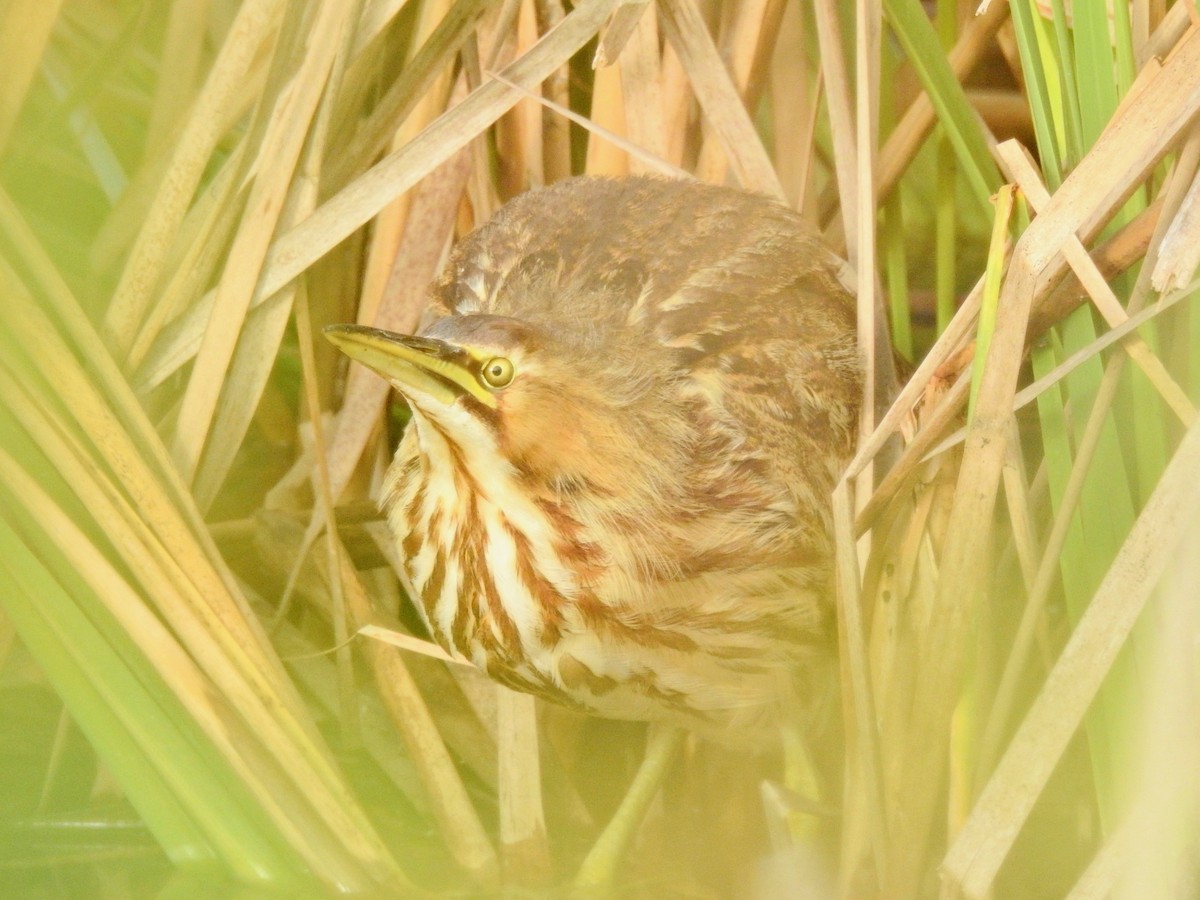 Amerika Balabanı - ML646450379