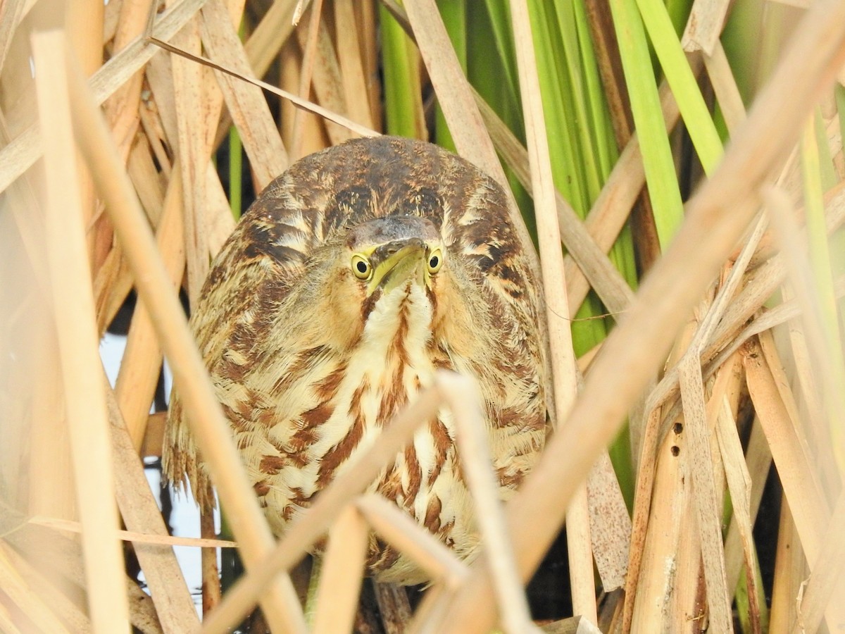 Amerika Balabanı - ML646450380