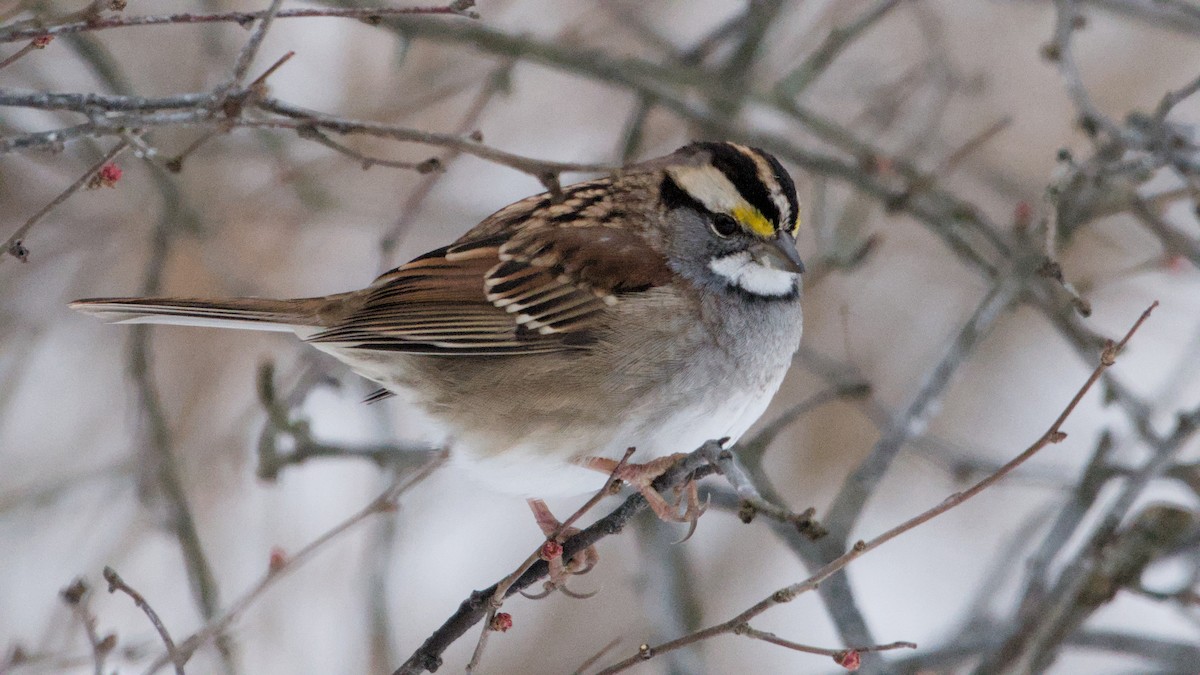 strnadec bělohrdlý - ML646450382