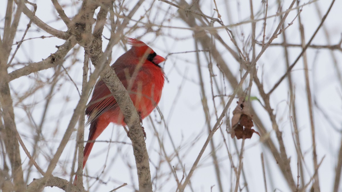 kardinál červený - ML646450383