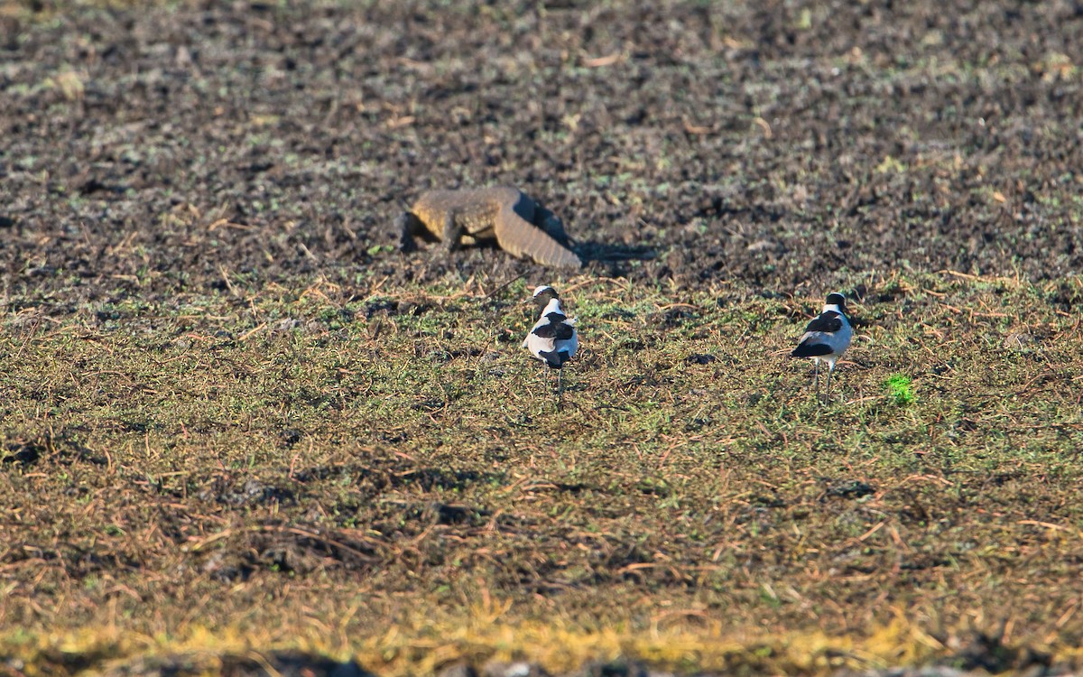 Blacksmith Lapwing - ML646450384