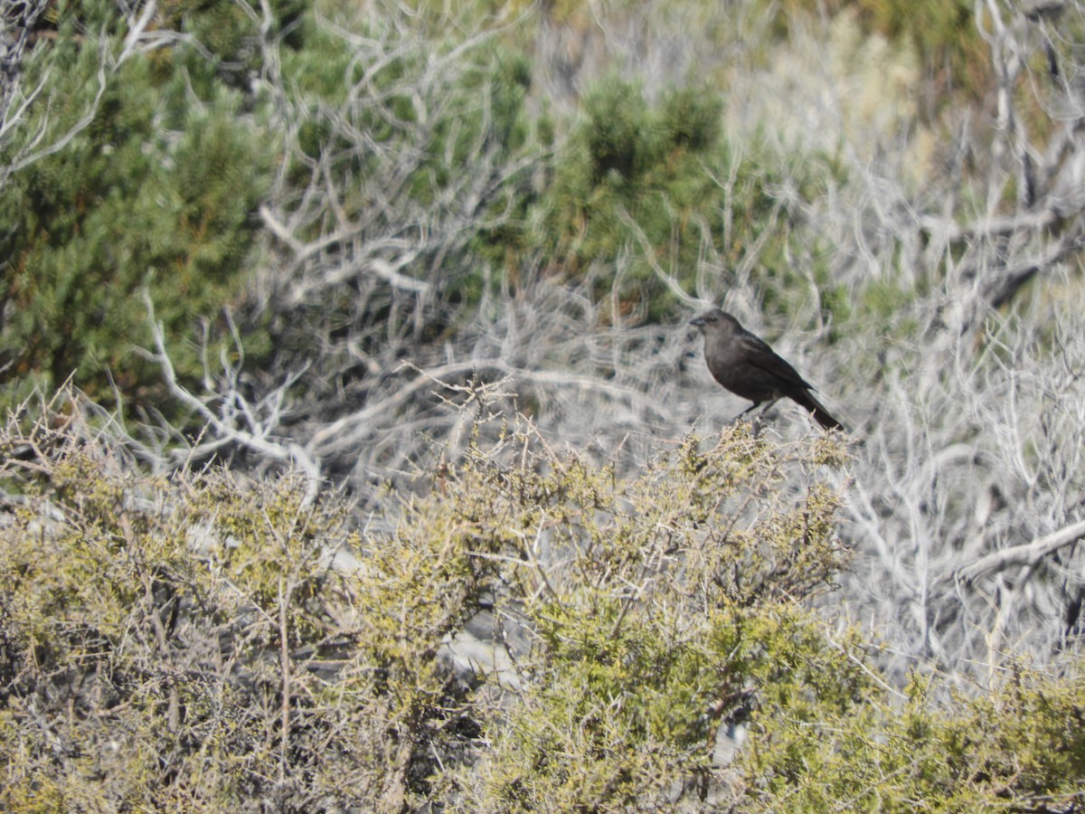 Shiny Cowbird - ML646450388