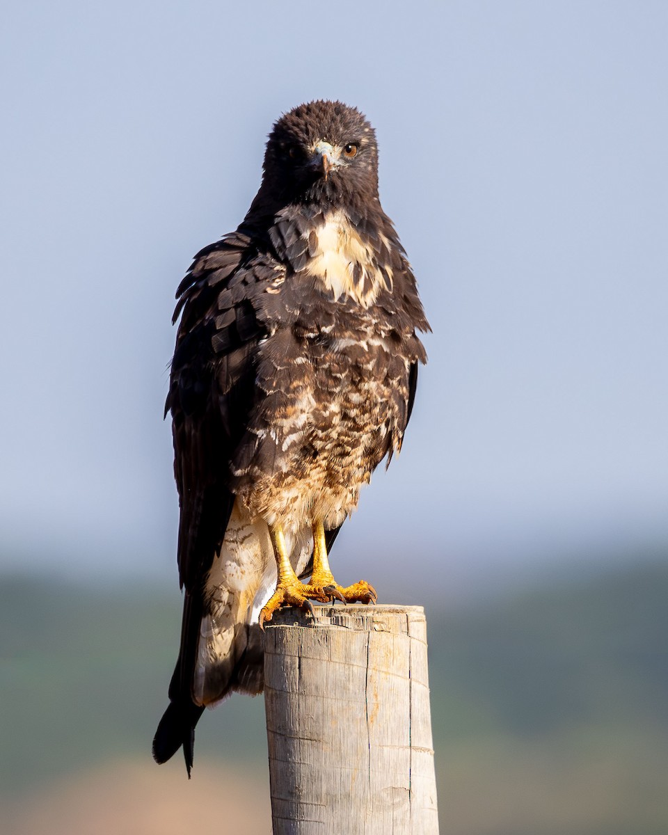White-tailed Hawk - ML646450389