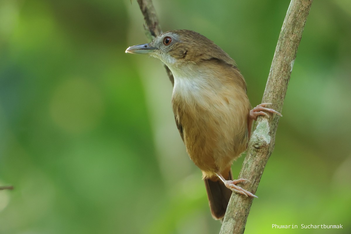 Rotschwanz-Mausdrossling - ML646450390