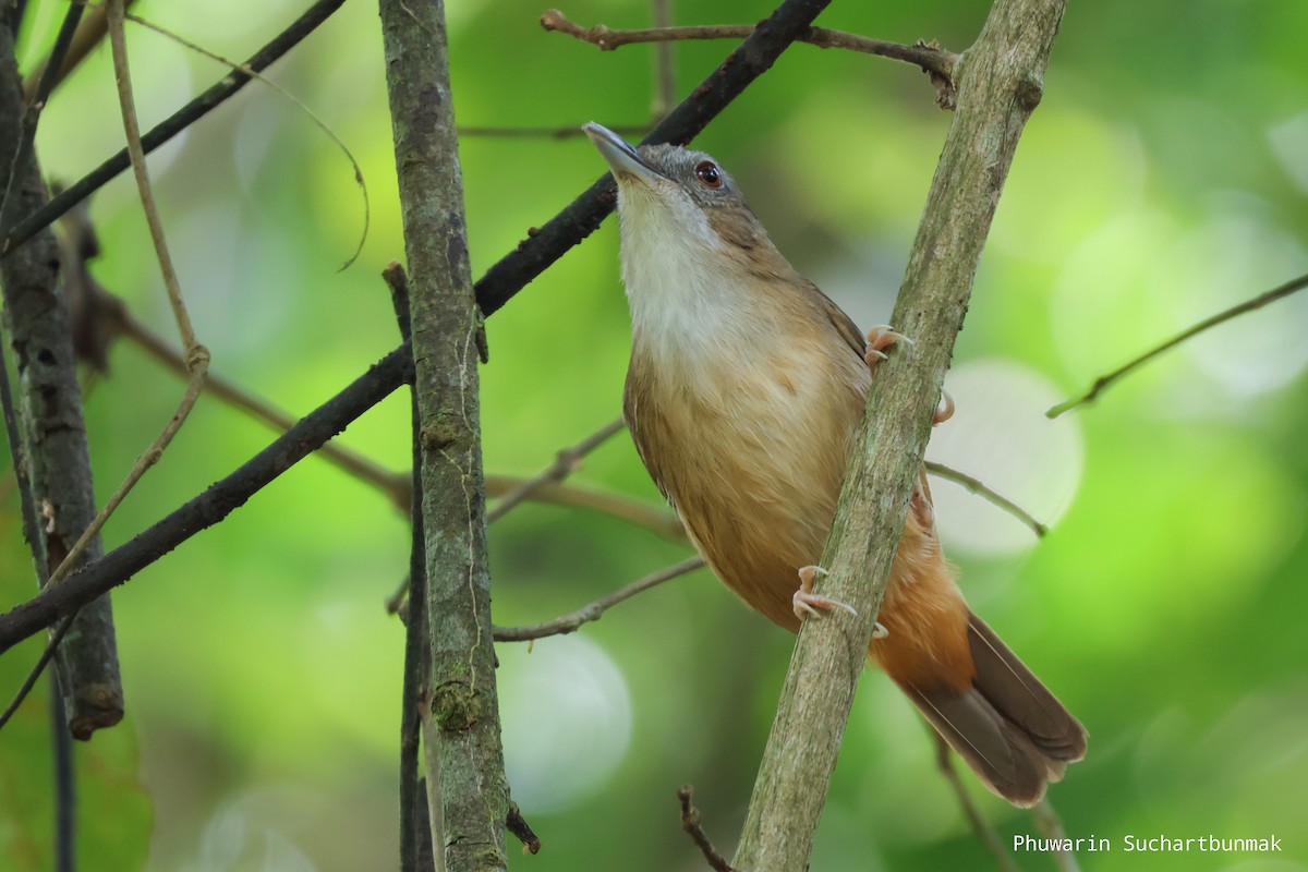 Rotschwanz-Mausdrossling - ML646450391