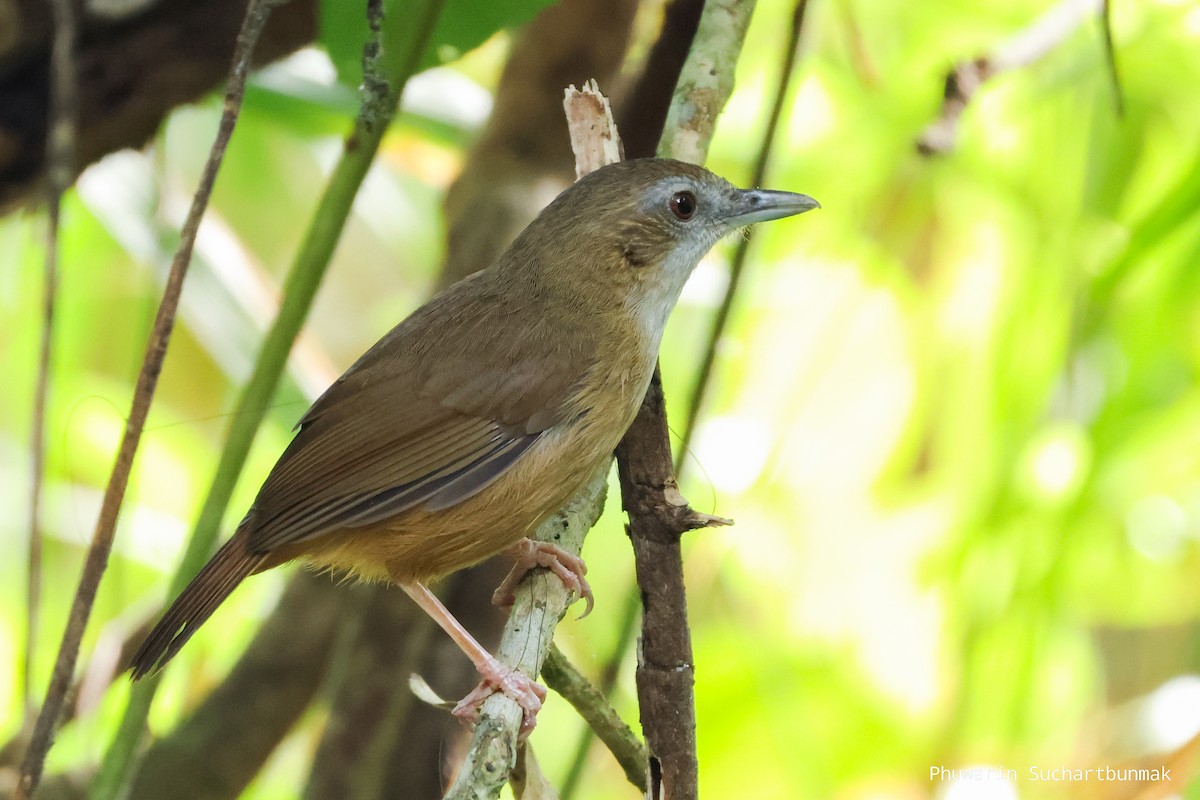 Rotschwanz-Mausdrossling - ML646450392