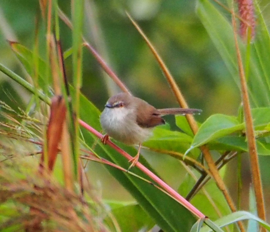 Rufescent Prinia - ML646450393