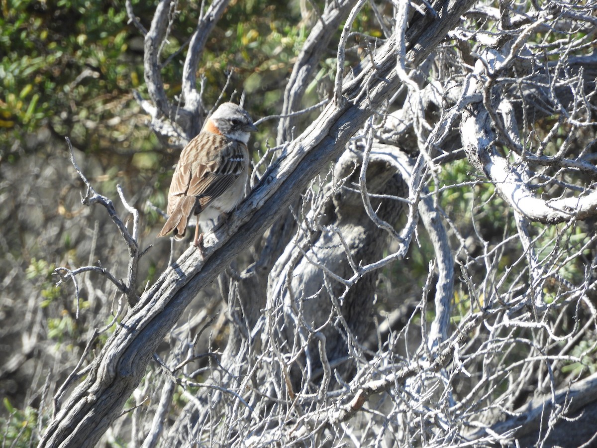 Rufous-collared Sparrow - ML646450394