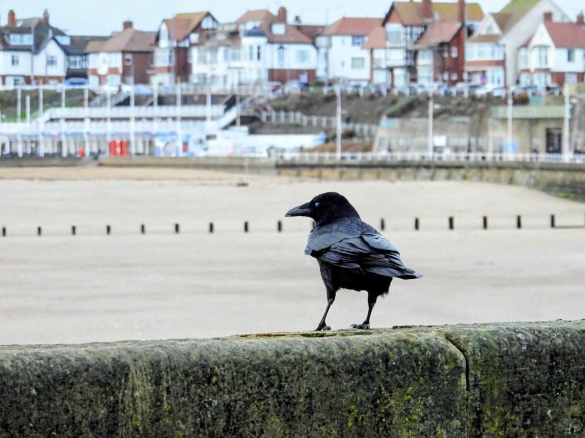 小嘴烏鴉 - ML646450395